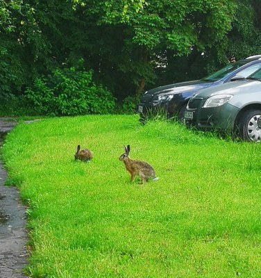 Komentovaná procházka Porubou: Zvířata ve městě