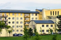 Slunečnice