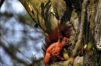 Zvířata ve městě