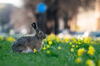 Zvířata ve městě