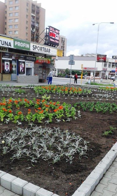 Záhony u nákupního centra Duha. Foto: ÚMOb Poruba