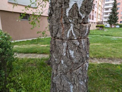 Pilou naříznutá bříza na ulici Miroslava Bajera. Foto: Martin Otipka