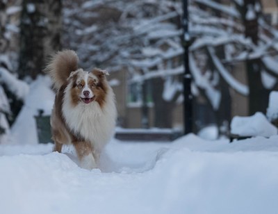 Do kdy je třeba zaplatit za psa