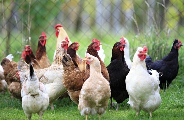 Informace pro chovatele drůbeže a ptactva