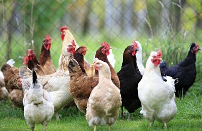 Informace pro chovatele drůbeže a ptactva