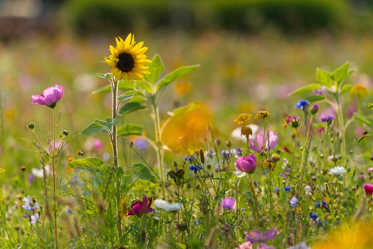 Květinové louky budou i na dalších místech Poruby