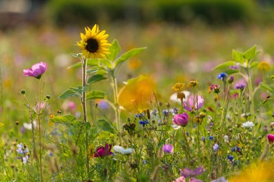Květinové louky budou i na dalších místech Poruby