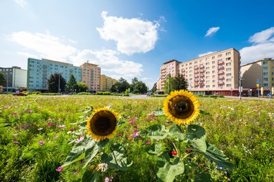 Květinové louky se objeví i na dalších místech 