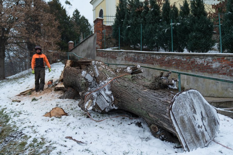 Lípa pod kostelem dostane nový život