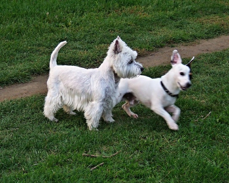 Nezapomněli jste zaplatit za pejska?