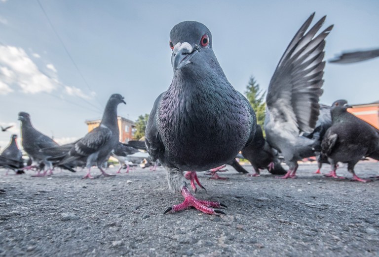 Odchyt. Humánní cesta ke snížení populace holubů