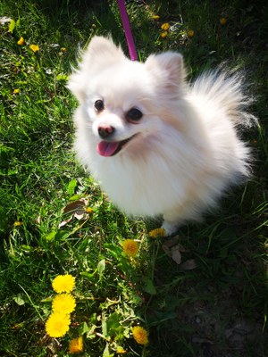 Platit můžete přímo na účet