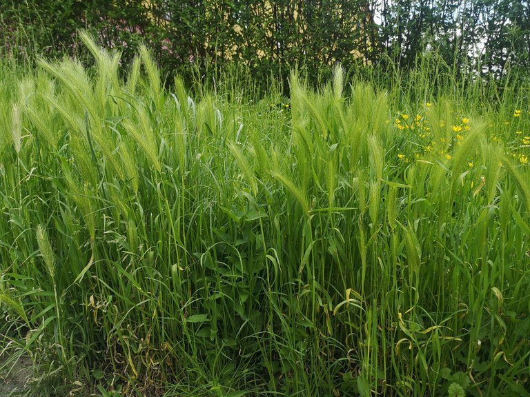 Poruba ukončila smlouvu s firmou, která měla kosit trávu