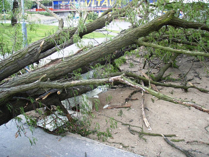 Jak nahlásit spadlý strom?