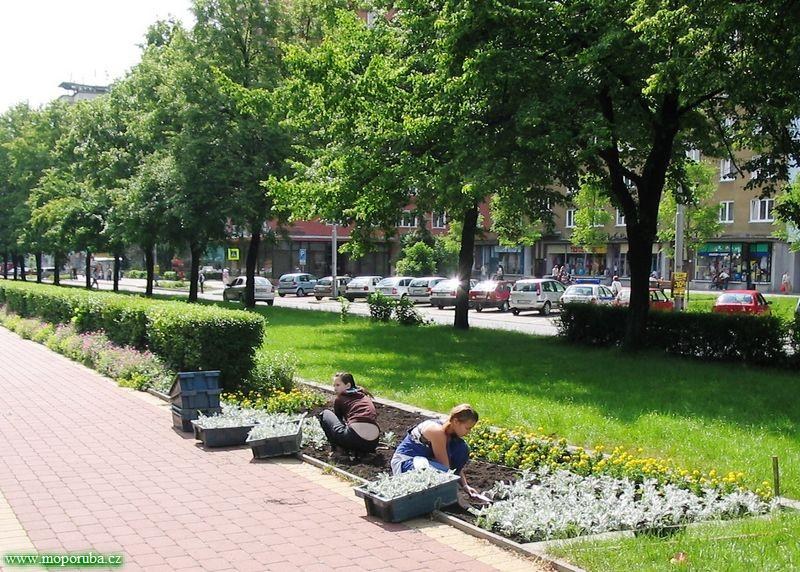 19.6.2008 – Na Hlavní třídě byly vysázeny letničky 