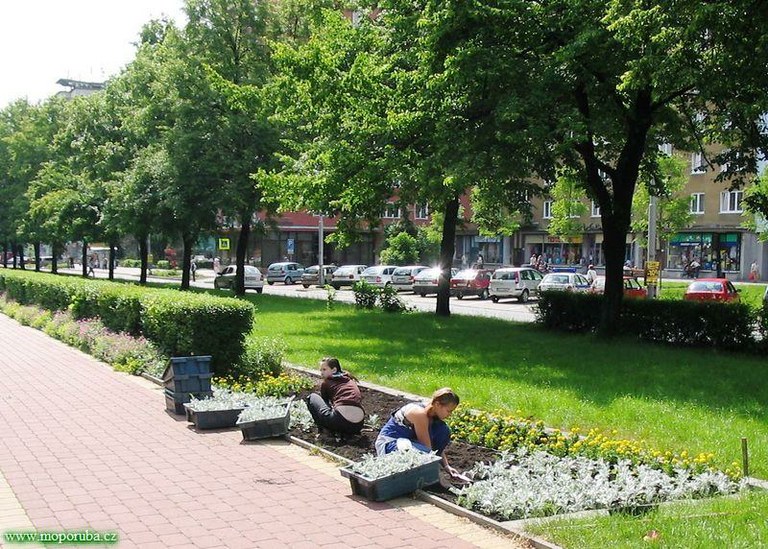 19.6.2008 – Na Hlavní třídě byly vysázeny letničky 