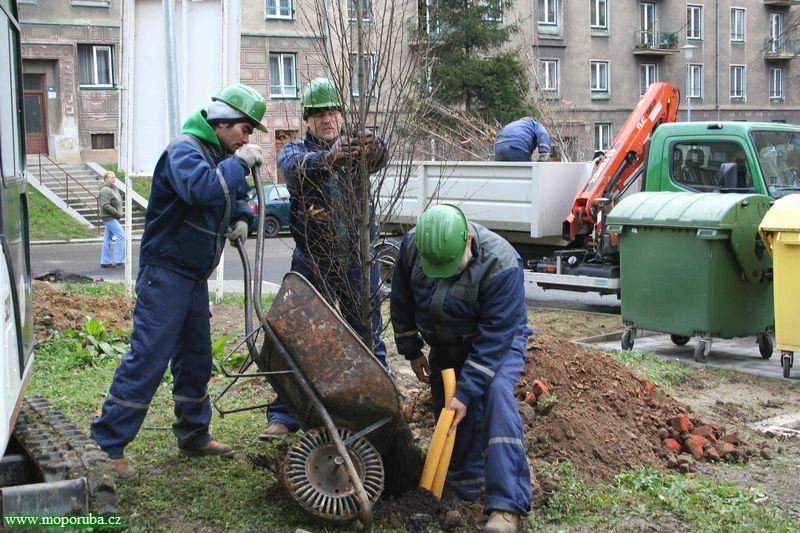 26.11.2008 – Na Budovatelské ulici se sázejí stromy 