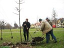16.3.2009 – Pustkovecké údolí má 77 nových stromů