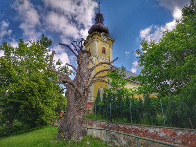 Lípa pod kostelem se promění v broukoviště. Foto: Martin Otipka