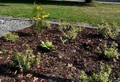 Novou výsadbu plení zloději