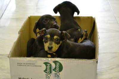 Štěňata ve ztrátách a nálezech