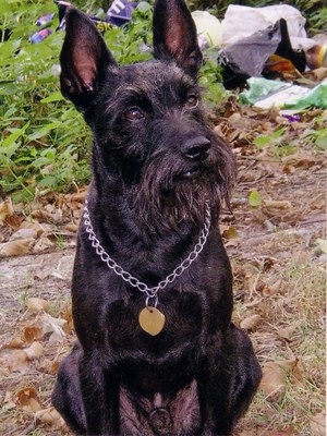 Psa si můžete vybrat v útulku