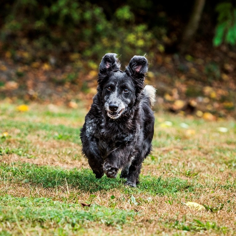 Hledá se nový domov pro psy z útulku