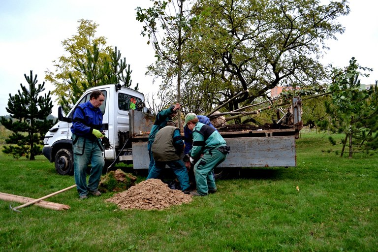 Poruba má stovku nových stromů