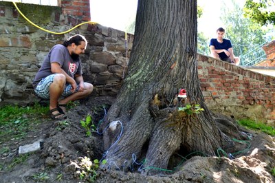 Záchrana starobylých lip pokračuje