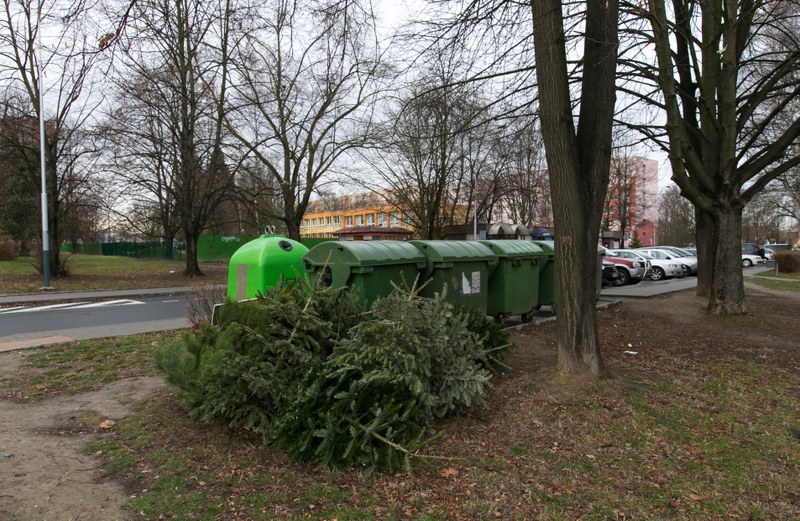 Vánoční stromky začnou svážet 9. ledna