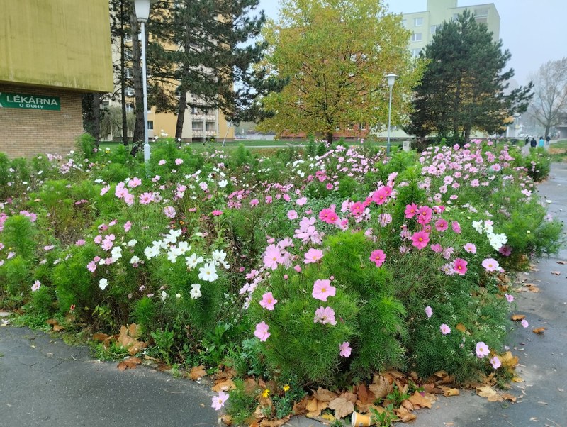 Květinová louka na náměstí V. Vacka. Foto: ÚMOb Poruba