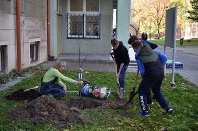 Sázení stromů u základní školy na ulici Komenského. Foto: MMO
