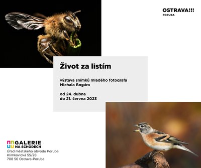 Radniční galerie představí snímky 13letého fotografa
