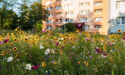 Porubu rozzáří květnaté louky