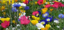 kvetinova louka