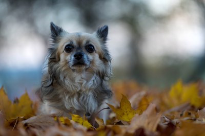 Do kdy a jak uhradit místní poplatek ze psů