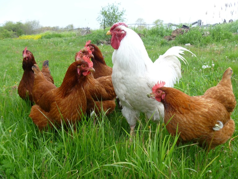 Státní veterinární správa odvolala opatření proti ptačí chřipce